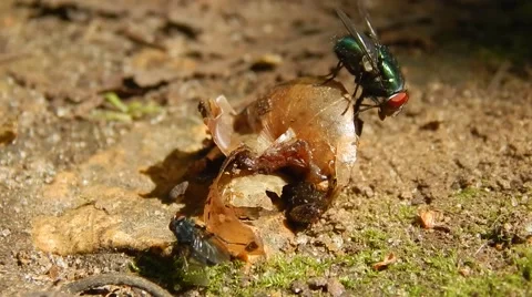 Fly on the shell snail Stock Footage 64694368