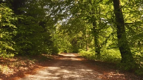 Fly By Shot Through The Forest Dirt Road Video stock 115444307