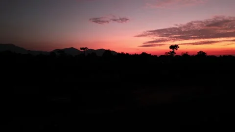 Fly sideways, view of trees in silhouette and night sky Vídeo Stock 331376603