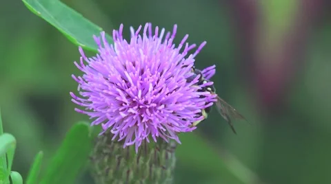 Fly simulator wasp collects nectar on a flower thistle, macro, insect, 4k Vídeos de archivo 53424329