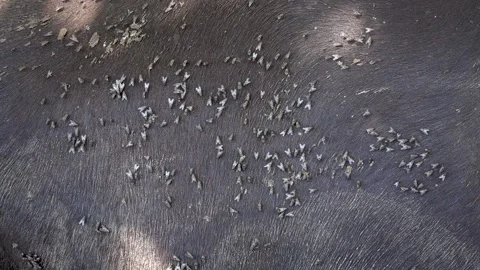 Fly sit on the back of a buffalo on the farm. slow motion Stock Footage 142258042