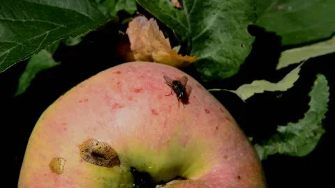 Fly sits on an apple Stock Footage 216225081