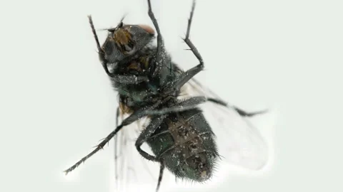 A fly sits behind a glass Stock Footage 100167168