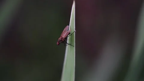 A fly sits on a blade of grass and sleeps 库存影片 279943842