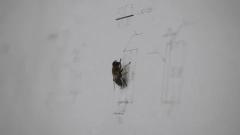 The fly sits on an engineering drawing Vidéo 228785438