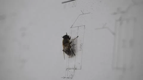 The fly sits on an engineering drawing Stock Footage 237254097