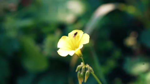Fly Sits On A Flower Stock Footage 234112491