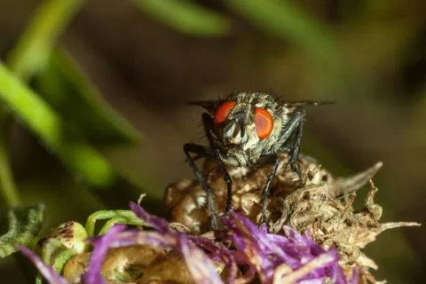 The fly sits on a flower. Stock Photos