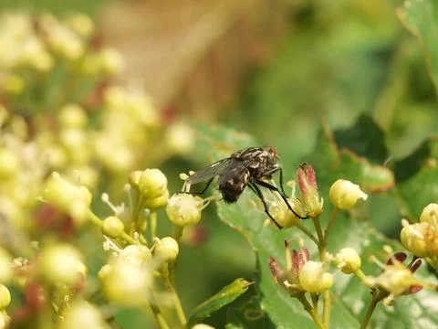 A fly sits on a flower Stock Photos