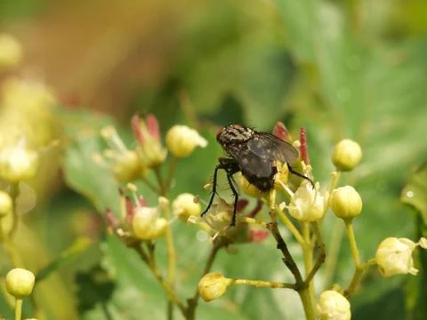 A fly sits on a flower Foto stock