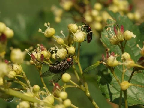 A fly sits on a flower Stock Photos