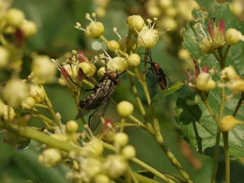 A fly sits on a flower Stock Photos