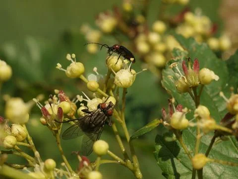 A fly sits on a flower Stock Photos