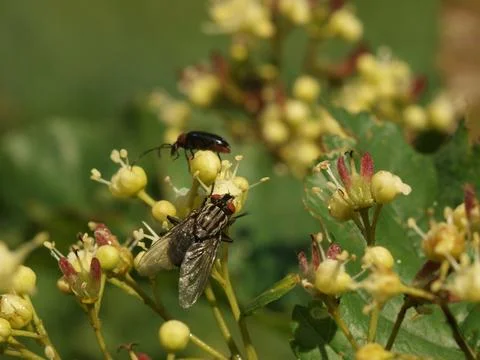 A fly sits on a flower Foto stock