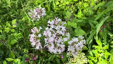 Fly sits on the flowers Stock Footage 337364529