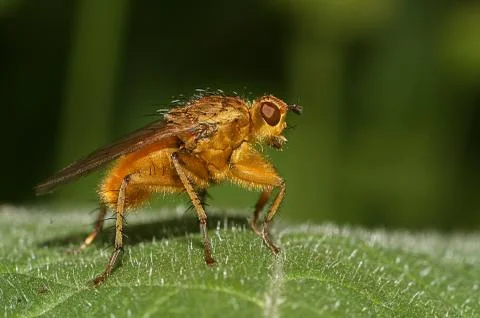 A fly sits on a green leaf close-up Stock Photos