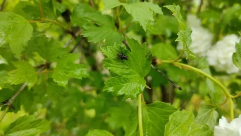 A fly sits on a green leaf Stock Footage 336184909