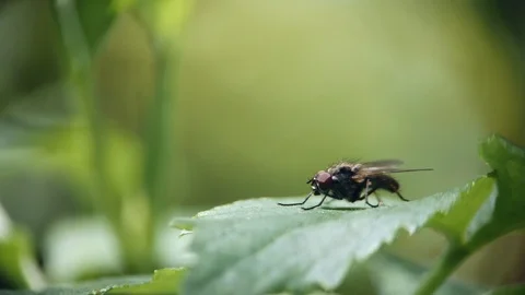 A fly sits on a green leaf of grass and washes Видео 108862330