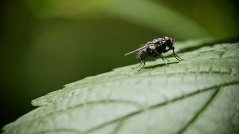 A fly sits on a green leaf of grass and washes Stock Footage 109210572