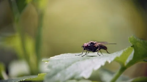 A fly sits on a green leaf of grass and washes 動画素材 109210632
