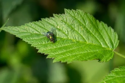 A fly sits on a green leaf Stock Photos