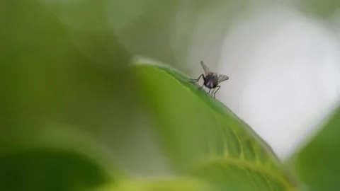 The fly sits on a green leaf the walnut tree. Stock Footage 141582636