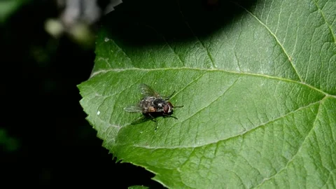 Fly sits on a leaf of an apple Stock Footage 216224742