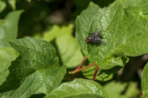 A fly sits on a leaf. Stock Photos
