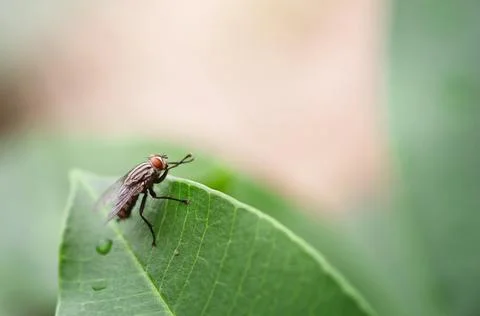 A fly sits on the leaf Stock Photos