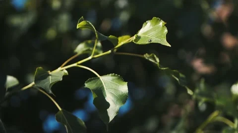 A fly sits on a leaf of a tree that swings Stock Footage 156680041