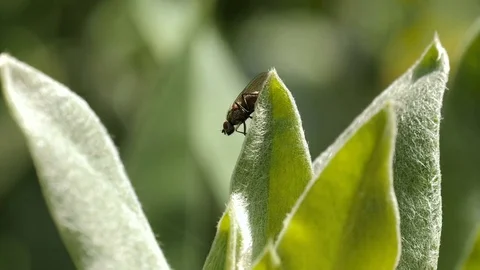 The Fly Sits On Leaflet 1 Stock Footage 76718681
