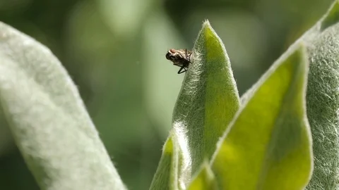 The Fly Sits On Leaflet 2 Stock Footage 76719167