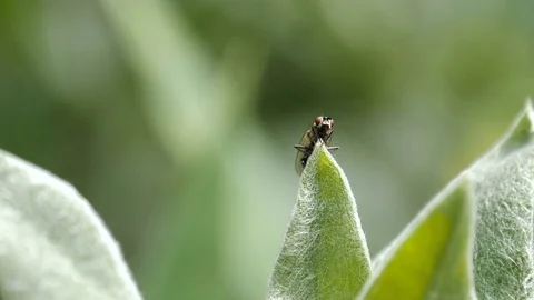 The Fly Sits On Leaflet 3 Stock Footage 76719740