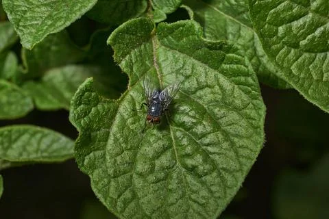 A fly sits on a potato leaf. Stock Photos
