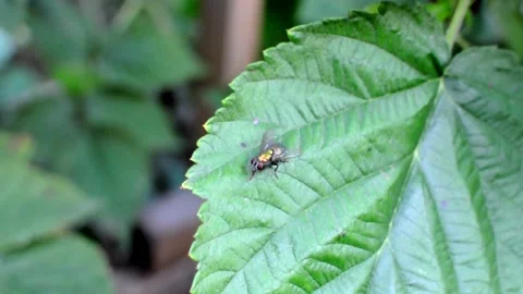 A fly sits on a raspberry leaf in the garden and cleans its paws. Stock Footage 152920034