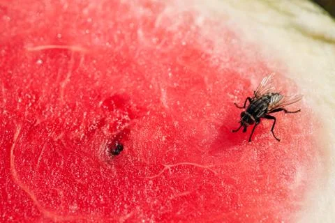 A fly sits on a red slice of watermelon. Foto stock