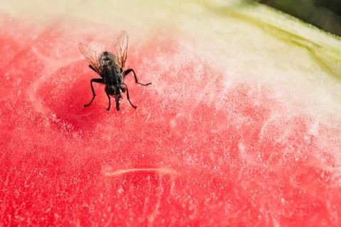 A fly sits on a red slice of watermelon. Stock Photos