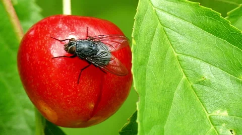 A fly sits on a ripe cherry Stock Footage 51534138