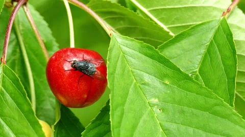 A fly sits on a ripe cherry Video stock 51534317