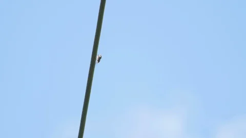 A Fly Sits on a Rope Stock Footage 89734950