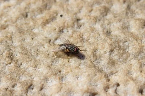 Fly sits on stone Stock Photos
