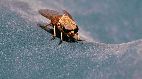 A fly that sits on the surface Stock Photos
