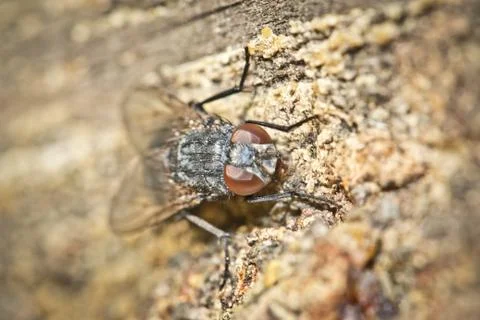 A fly sits on tree bark at rest.  macro shooting Stock Photos