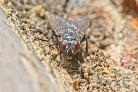 A fly sits on tree bark at rest.  macro shooting Stock Photos