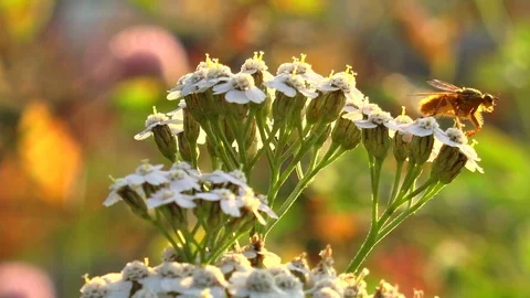 The fly sits on a white flower and is washed against the passing automobiles. Stock Footage 74600055