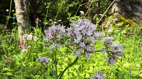 A fly sits on a wildflower Video stock 337364513