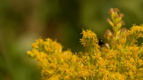 Fly sitting and flying on Flower Close up Macro shot Slow Motion Stock Footage 93937869