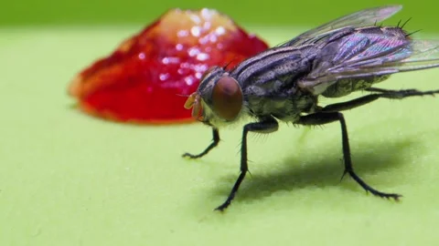 Fly sitting and rubbing legs extreme closeup micro lens Stock Footage 277387535