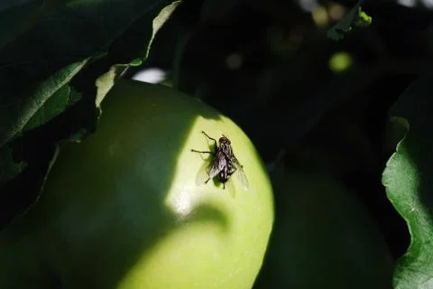 Fly is sitting on apple Stockfoto's