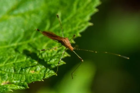 Fly sitting on blackberry leaf Stock Photos